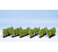 Noch 21540 Vines 24 Vines Ho / Tt New