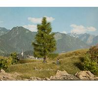 NOCH 21816 Spruce