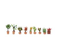 Noch Ornamental Plants In Flower Pots, Detailed Miniature Plants For