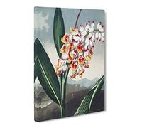 Nodding Renealmia Plant By Robert John Thornton Canvas Print | Gallery Wrapped 30mm Frame Wall Art | 24x16 inches | Ready to Hang | Retro Floral Picture | Living Room Bedroom Lounge Office