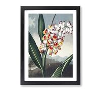 Nodding Renealmia Plant By Robert John Thornton Vintage Framed Print | A3 Black Framed Wall Art | Ready to Hang | Classic Floral Picture | Living Room Bedroom Lounge Office