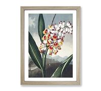 Nodding Renealmia Plant By Robert John Thornton Vintage Framed Print | A4 Oak Framed Wall Art | Ready to Hang | Classic Floral Picture | Living Room Bedroom Lounge Office