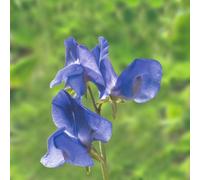 Noel Sutton Sweet Pea Seeds - Classic Blue Fragrant Climbing Annual Cut Flower Cottage Garden By Thompson & Morgan