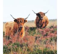 Noel Tatt Blank Card For Men or Women - RSPCA Charity Highland Cows - Premium Greeting Card with Envelope - Suitable for Birthdays & Other Occasions