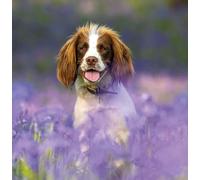 Noel Tatt Blank Card For Men or Women - RSPCA Charity Springer Spaniel Dog - Premium Greeting Card with Envelope - Suitable for Birthdays & Other Occasions