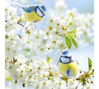 Noel Tatt RSPB Birthday or All-Occasion Card - Floral Blue Tit Design - Blank Inside - For Men or Women - Animal Greeting Card