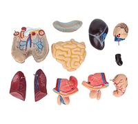 NOENNULL 17.7in Human Torso Model 3D Human Body Torso Model for Kid Skeleton, Removable Educational Body Brain for Teaching School Hospital