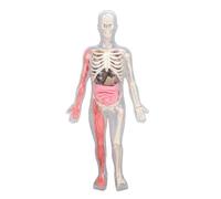 NOENNULL Human Body Model Interactive Learning Glow in the Dark Figure Science Kit for Kids Students ABS 12.6 X 5.9 X 2.4in