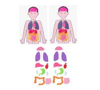 NOLITOY 2 Sets DIY Human Organs Models Teaching Aids for Educational Cognitive Body Organ Kits to Enhance Observation Analytical and Skills for Preschool Learning