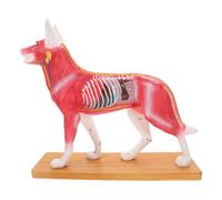 NOLITOY Canine Acupuncture Anatomy Model for Student Training Dog Body Teaching Tool with Color-coded Acupuncture Points for Veterinary School Practice