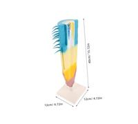 NOLITOY Corn Root Profile Model Detailed Longitudinal Section Botanical Science Experiment Tool Teaching Aid for Students and Teachers with Accurate Plant Root Architecture Display