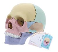 NOLITOY Detachable Human Skull Model Palm Anatomy Teaching Tool with Fine Details Realistic Assemblable Medical Skeleton for Interactive Learning and Research