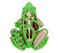 NOLITOY Educational Frog Anatomy Model Kit for Interactive Tool for Biology Class Fun Dissection Activity Puzzle Style Assembly for Understanding Frog Internal Structure