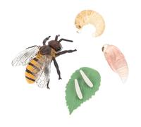 NOLITOY Educational Honey Bee Life Cycle Model for Plastic Insect Figurines Cognitive Stem for Biology Learning Classroom Teaching Prop and Home Decoration