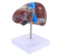 NOLITOY Human Liver Teaching Model with Base PVC Anatomical Medical Educational Display Realistic Life School Study and Medical Training