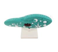 NOLITOY Paramecium Model with Stand - Single-cell Organism Biology Study Aid for Science Classroom and Lab Dissection - Protist Educational Model for Gcse Biology Experiments