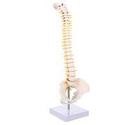 NOLITOY PVC Spine Model with Tailbone Anatomy Complete Vertebral Column Including Pelvis Sacrum Femur Heads Nerve Branches Herniated Lumbar Disc Medical Teaching Tool for Hospitals and