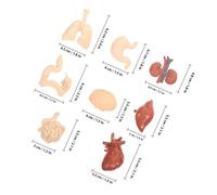 NOLITOY Realistic Human Organs Model Educational Anatomy for School Teaching Supplies DIY Internal Body Parts Learning Aid for Home Laboratory Nursing Training