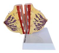 Non-Lactating Breast Anatomy Model, 4.9 x 5.9 in / 12.5 x 15 cm Medical Training Learning Model for Doctors and Students, Detailed Structure, Color Coded, Stable Display Base