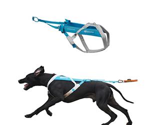 Non-stop dogwear Freemotion harness 5.0 Dog Pulling Harness for Sports like Running, Biking and Skiing with Dogs, Professional Adjustable Dog Harness, Blue/Gray, Size 9