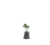 Non-Woven Biodegradable Nursery Grow Bags 100pcs for Soilless Cultivation Systems and Raised Bed Gardening (11x13cm)