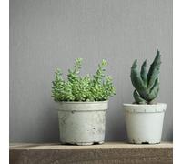 Non-woven wallpaper plain wood look grain pattern light grey 35353 (3,12£/1qm)