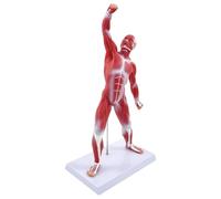 NONDK Muscle Model,20in Mini Muscular System for Human Body for Medical Educational Purposes