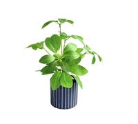 Nordic Style Black Striped Artificial Potted Plant with Soft Rubber Green Foliage for Home Office Cafe Desk Decor Photography Prop 7.5x8x24.5cm(D)