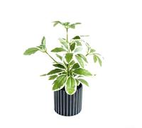 Nordic Style Black Striped Artificial Potted Plant with Soft Rubber Green Foliage for Home Office Cafe Desk Decor Photography Prop 7.5x8x24.5cm(A)