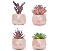 Nordik Faux Succulents -Rose Gold Ceramic Desk Plants for Office (Set of 4)