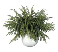 Norfolk Fir Branches Real Touch 18 Inch Artificial Christmas Greenery Branches Artificial Green Stem Artificial Cedar Wood Picks for Vase Crafts Garland Wreath Christmas