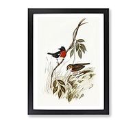 Norfolk Island Robin Bird By Elizabeth Gould Vintage Framed Print | A2 Black Framed Wall Art | Ready to Hang | Classic Animal Picture | Living Room Bedroom Lounge Office