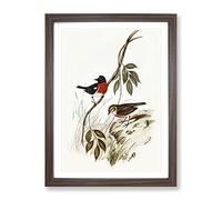 Norfolk Island Robin Bird By Elizabeth Gould Vintage Framed Print | A2 Walnut Framed Wall Art | Ready to Hang | Classic Animal Picture | Living Room Bedroom Lounge Office