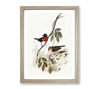 Norfolk Island Robin Bird By Elizabeth Gould Vintage Framed Print | A4 Oak Framed Wall Art | Ready to Hang | Classic Animal Picture | Living Room Bedroom Lounge Office