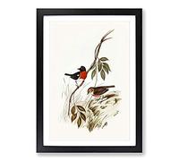Norfolk Island Robin by Elizabeth Gould Framed Print | A2 Black Framed Wall Art | Ready to Hang | Modern Animal Picture | Living Room Bedroom Lounge Office