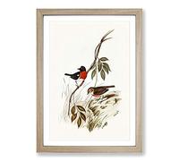 Norfolk Island Robin by Elizabeth Gould Framed Print | A2 Oak Framed Wall Art | Ready to Hang | Modern Animal Picture | Living Room Bedroom Lounge Office