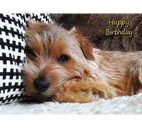 Norfolk Terrier Dog Birthday Card