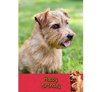 Norfolk Terrier Dog Birthday Card