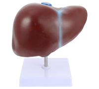 Normal Liver Anatomy Model for Teaching Human Body - 3D Demonstration Manikin, Teaching Demonstration and Explanation