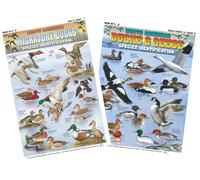 North American Ducks and Geese Identification Kit - Waterproof Quick Start Guide, Portable and Durable, Double Sided and Easy to Read, Includes Colour Pattern for