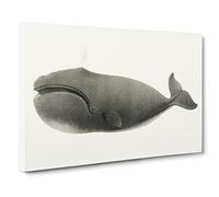 North Pacific Whale By C.M. Scammon Vintage Canvas Wall Art Print Ready to Hang, Framed Picture for Living Room Bedroom Home Office Décor, 20x14 Inch (50x35 cm)