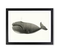 North Pacific Whale By C.M. Scammon Vintage Framed Print | A3 Black Framed Wall Art | Ready to Hang | Classic Animal Picture | Living Room Bedroom Lounge Office