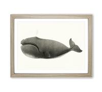 North Pacific Whale By C.M. Scammon Vintage Framed Print | A3 Oak Framed Wall Art | Ready to Hang | Classic Animal Picture | Living Room Bedroom Lounge Office