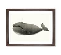 North Pacific Whale By C.M. Scammon Vintage Framed Print | A3 Walnut Framed Wall Art | Ready to Hang | Classic Animal Picture | Living Room Bedroom Lounge Office