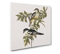 Northern Cuckoo shrike Bird by Elizabeth Gould Canvas Print | Gallery Wrapped 30mm Frame Wall Art | 20x20 inches | Ready to Hang | Retro Animals Picture | Living Room Bedroom Lounge Office