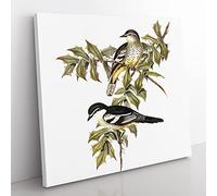 Northern Cuckoo shrike Bird by Elizabeth Gould Vintage Canvas Wall Art Print Ready to Hang, Framed Picture for Living Room Bedroom Home Office Décor, 50x50 cm (20x20 Inch)