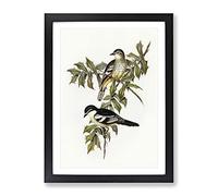 Northern Cuckooshrike Bird By Elizabeth Gould Vintage Framed Print | A4 Black Framed Wall Art | Ready to Hang | Classic Nature Picture | Living Room Bedroom Lounge Office