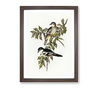 Northern Cuckooshrike Bird By Elizabeth Gould Vintage Framed Wall Art Print, Ready to Hang Picture for Living Room Bedroom Home Office Décor, Walnut A4 (34 x 25 cm)