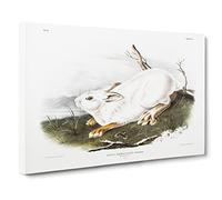 Northern Hare In Winter By John Woodhouse Audubon Canvas Print | Gallery Wrapped 30mm Frame Wall Art | 20x14 inches | Ready to Hang | Retro Animals Picture | Living Room Bedroom Lounge Office