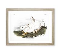 Northern Hare In Winter By John Woodhouse Audubon Vintage Framed Print | A2 Oak Framed Wall Art | Ready to Hang | Classic Animal Picture | Living Room Bedroom Lounge Office